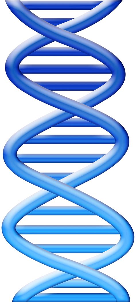dna clipart|free clip art dna.